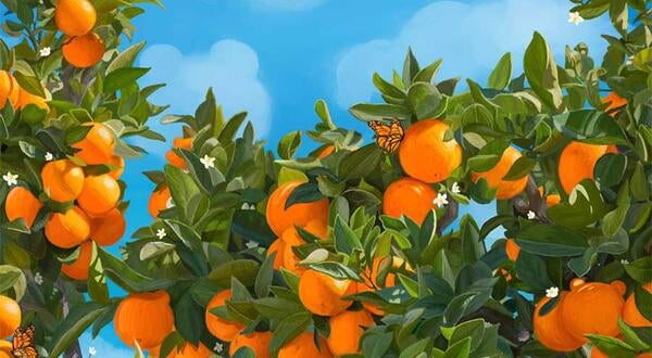 UCR R'Card contest winner 2026, orange trees on campus