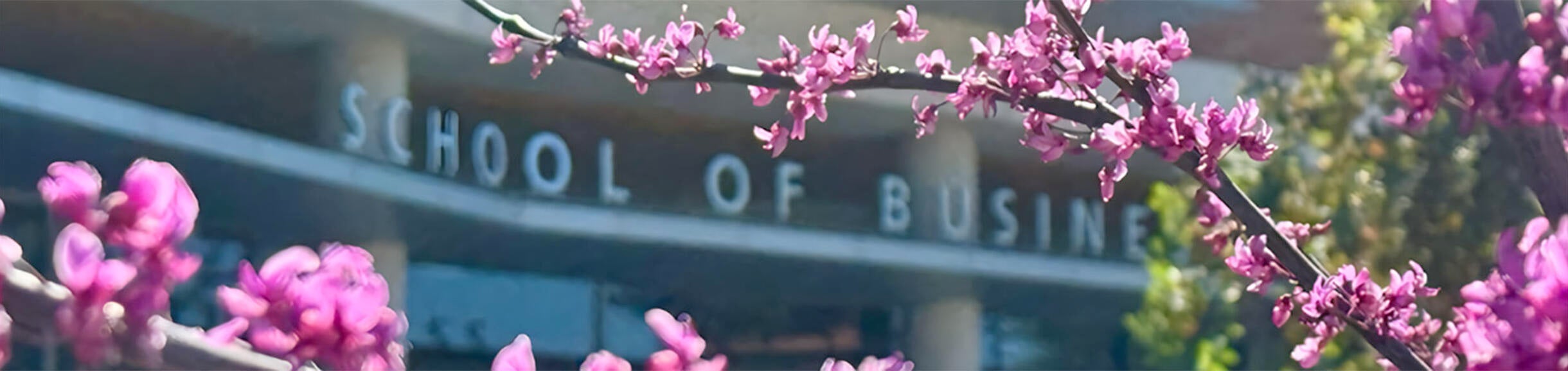 Purple blooming tree branches in the spring in front of the UCR School of Business building